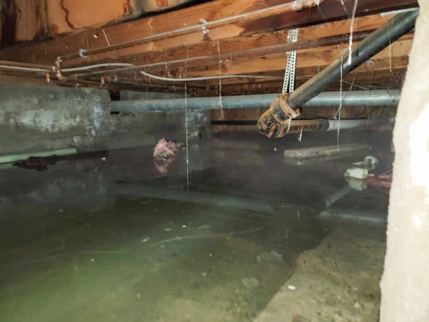 Best Professional water damage repair  in Huntsville, TN